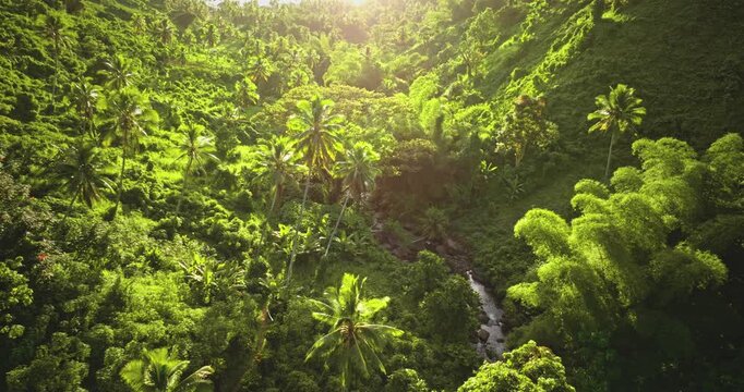 Tropical nature panoramic background. Lush green rainforest fills a sunset sunlit valley in Savusavu, Vanua Levu, Fiji, with dense canopy, palms, bamboo and a winding stream through vibrant wilderness