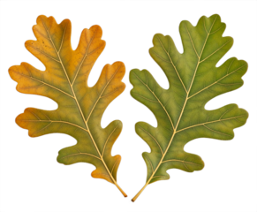 Two Oak Leaves in Green and Autumn Colors