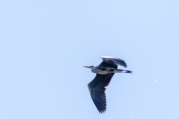 heron flying in the sky