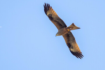 Milvus milvus, the king of the skies