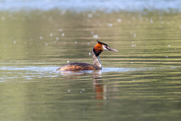 Podiceps swimming in the water