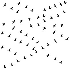 Birds flock silhouette, flock of birds