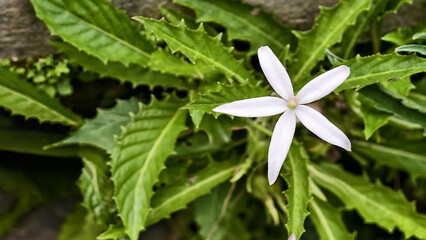 beautiful white kitolod flower, hippobroma longiflora or isotoma longiflora with green leaves in the garden