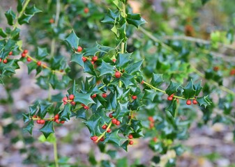 Red berries with green leaves on a holly bush.