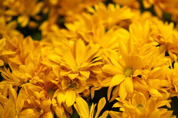Golden yellow chrysanthemum flowers macro in sunlight