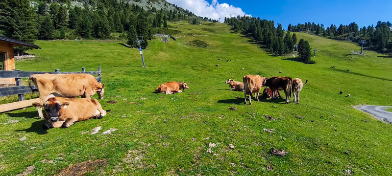 Frei weidende K&uuml;he, Oetz, &Ouml;tztal, Tirol, &Ouml;sterreich