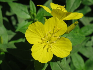 Fleur d&rsquo;onagre jaune en gros plan, Amsterdam fleur jaune