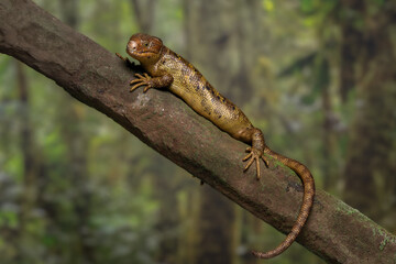 Fototapeta premium Monkey-tailed skink (Corucia zebrata) on a mossy tree branch in a tropical rainforest habitat. Native to the Solomon Islands archipelago, this species is notable for its prehensile tail.