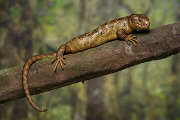 Monkey-tailed skink (Corucia zebrata) on a mossy tree branch in a tropical rainforest habitat. Native to the Solomon Islands archipelago, this species is notable for its prehensile tail.