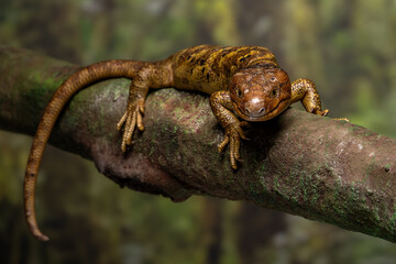 Monkey-tailed skink (Corucia zebrata) on a mossy tree branch in a tropical rainforest habitat. Native to the Solomon Islands archipelago, this species is notable for its prehensile tail.