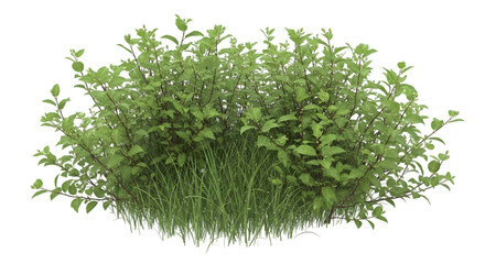 Fototapeta premium Green Grass and Small Bush Mound with Tiny Flowers Isolated on Black Background