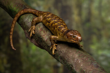 Fototapeta premium Monkey-tailed skink (Corucia zebrata) on a mossy tree branch in a tropical rainforest habitat. Native to the Solomon Islands archipelago, this species is notable for its prehensile tail.
