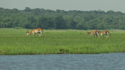 Wide shot of a herd of lechwe antelope walking along the banks of a river. Filmed from a boat in Chobe National Park.