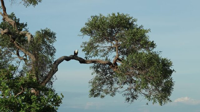 Extreme wide shot of an African fish-Eagle sitting in a tree while feeding on a fish with clear blue sky in the background, Chobe National Park.