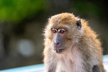 A monkey eating pineapple
