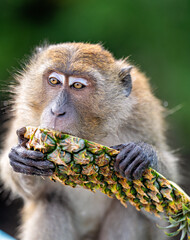 A monkey eating pineapple 2