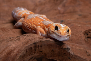 A close-up of an albino tangerine African fat-tailed gecko (Hemitheconyx caudicinctus). This morph shows a bright orange and white coloration with a thick striped tail.