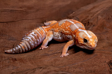 A close-up of an albino tangerine African fat-tailed gecko (Hemitheconyx caudicinctus). This morph shows a bright orange and white coloration with a thick striped tail.