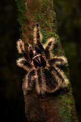Curly Hair Tarantula (Tliltocatl albopilosus, formerly Brachypelma albopilosum) native to  Costa Rica, Central America.