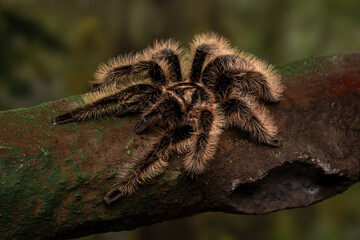 Curly Hair Tarantula (Tliltocatl albopilosus, formerly Brachypelma albopilosum) native to  Costa Rica, Central America.