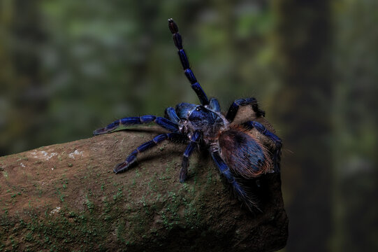 Brazilian blue tarantula (Pterinopelma sazimai) on a tree branch. This species is known for its striking metallic blue coloration and is considered one of the most beautiful tarantulas in the world.