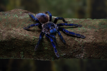 Brazilian blue tarantula (Pterinopelma sazimai) on a tree branch. This species is known for its...
