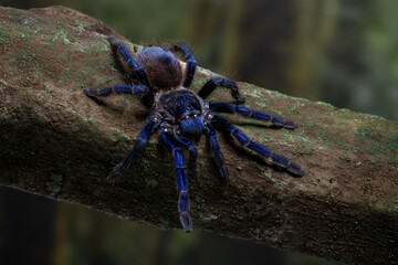Brazilian blue tarantula (Pterinopelma sazimai) on a tree branch. This species is known for its striking metallic blue coloration and is considered one of the most beautiful tarantulas in the world.