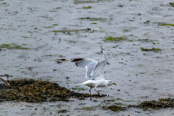 Seaside landscape in Armor Coast, Brittany in France