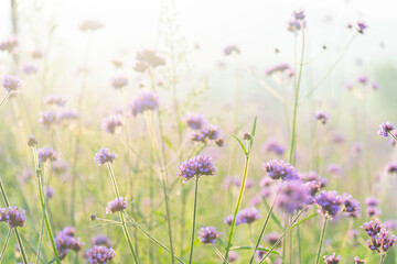 Obraz premium Landscape nature background beautiful flowers in spring