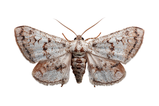Clouded drab moth with brown and gray  isolated on transparent White background png
