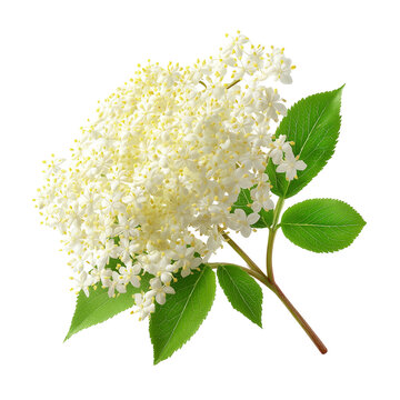 Whole elderflower blossoms isolated on transparent White background png