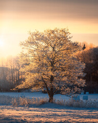 The snowy tree in the morning light