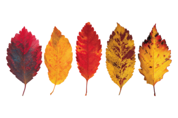 Dried Fall Leaves Set in Warm Seasonal Colors
