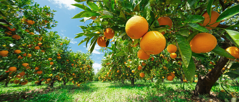 Vibrant orange orchard under bright sunlight with hanging fruits against a clear blue sky - Powered by Adobe