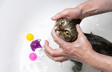 Wet cat with green eyes being bathed.