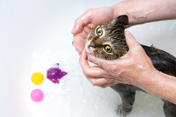 Wet cat with green eyes being bathed.