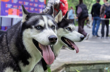 Huskies with tongues out walking in the park.