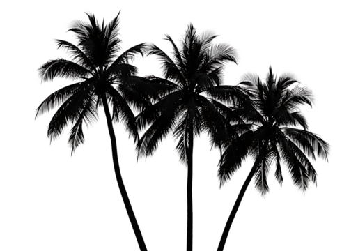 Three dark moody tropical palm fronds with intricate details isolated on transparent background
