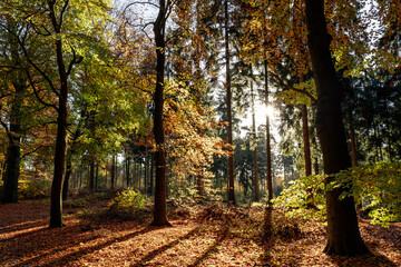 Fototapete bei efototapeten.de bestellen   