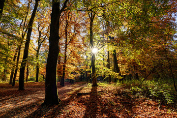 Beautiful autumn colours in Dutch forest during fall with soft golden light