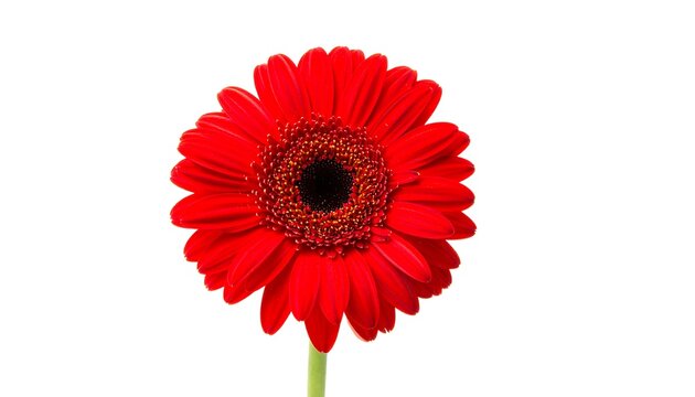 A vibrant, intense red Gerbera daisy blooms against a bright white backdrop with an olive-green stem