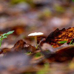 forest background foggy, blurred background, muted brown and gray tones in the background, autumn mushroom in the foreground, forest
