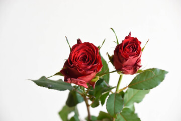 Naklejka premium 赤い薔薇