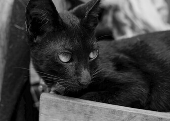 Portrait of a black cat