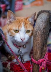 Portrait of an Orange cat on the couch