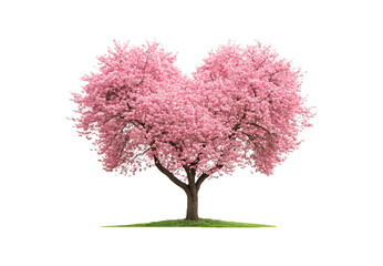 Mature flowering sakura tree with dense pink blossoms spreading wide on gentle hill mound, isolated on a transparent background