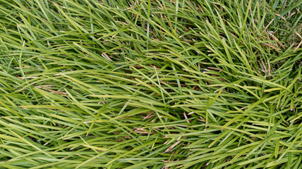 Long green grass blades texture background.