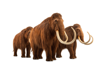 Woolly mammoths with curved tusks standing together, showcasing thick brown fur and prehistoric ice age features, isolated on a transparent background