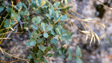 Holly leaves plant with thorns close up in natural light.