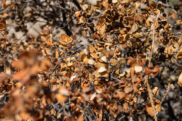 Dry brown leaves on branches in sunlight close up autumn texture.